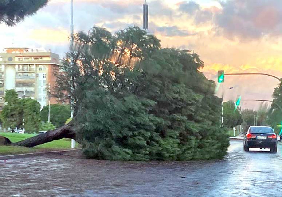Árbol derribado en la Avenida de Andalucía, junto al campus del Carmen