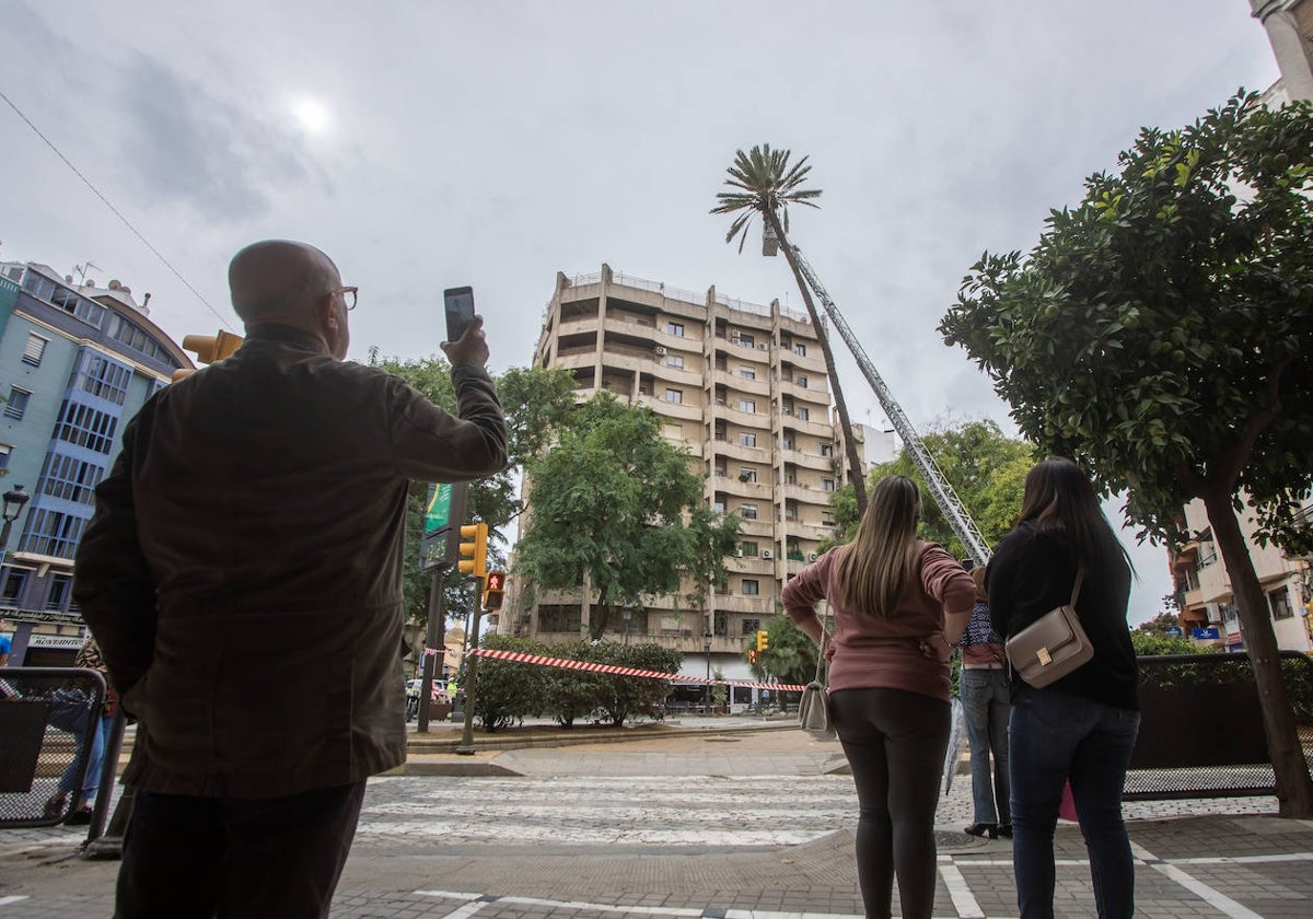 La icónica palmera de la plaza Quintero Báez