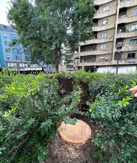 Imagen secundaria 2 - La ciudad se ha despertado  viendo cómo uno de sus rincones más emblemáticos había perdido el elemento que le daba su identidad, una palmera que ha sido punto de encuentro de varias generaciones de onubenses 