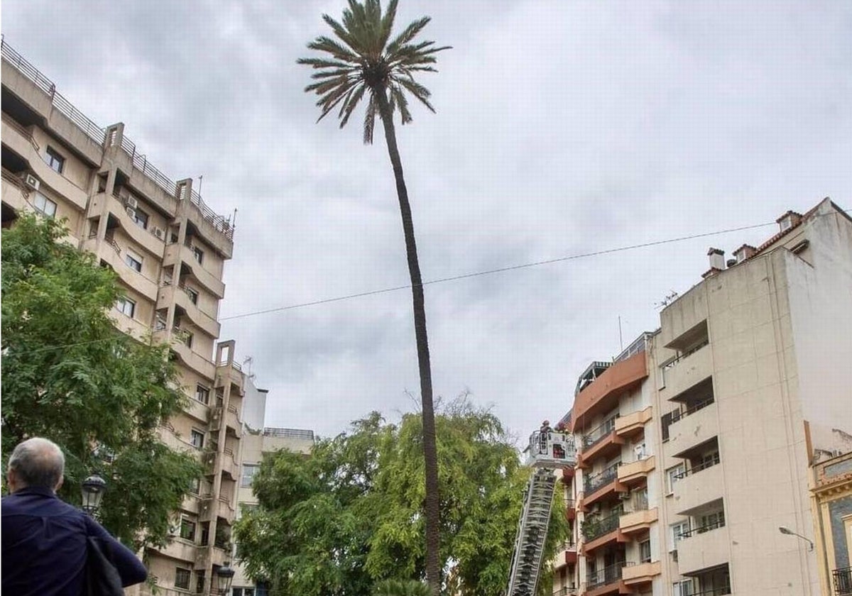 La mítica palmera, antes de ser talada