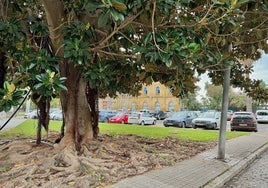 Mesa de la Ría denuncia que el parking subterráneo proyectado junto a la vieja estación obligara a talar el ficus centenario