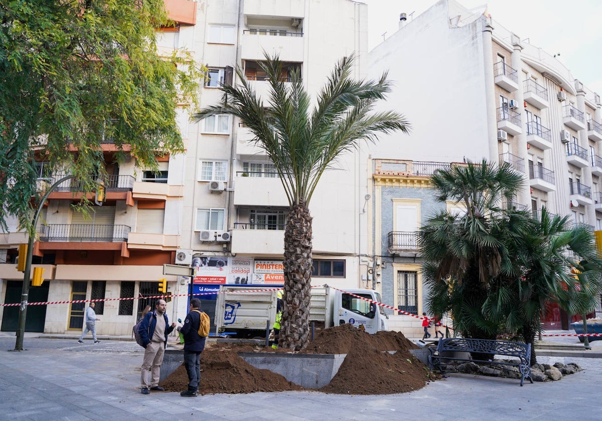 Huelva ya tiene nueva palmera