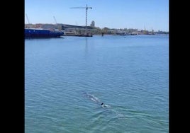 Una ballena permanece durante días en la ría de Huelva
