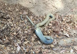 La espectacular serpiente con la que te puedes cruzar en el parque Moret de Huelva