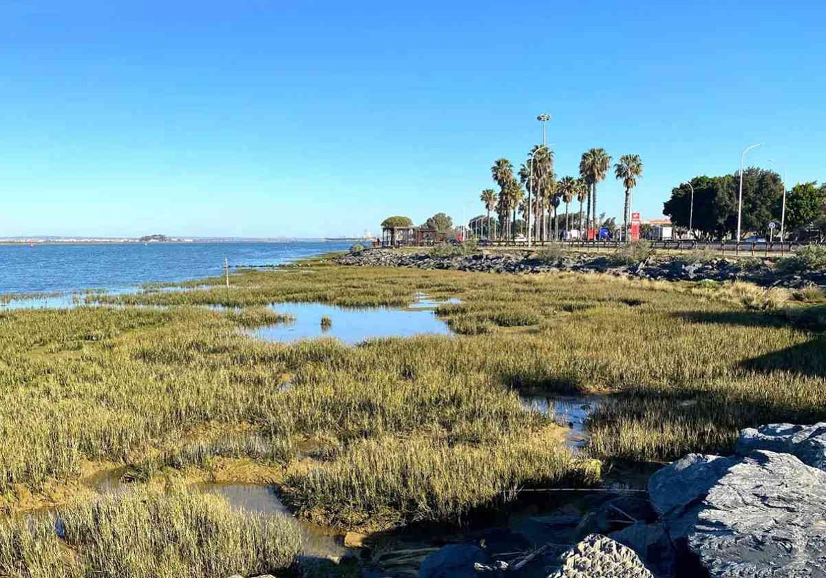 Plantones de hierba salada (Spartina maritima) junto a la avenida Francisco Montenegro