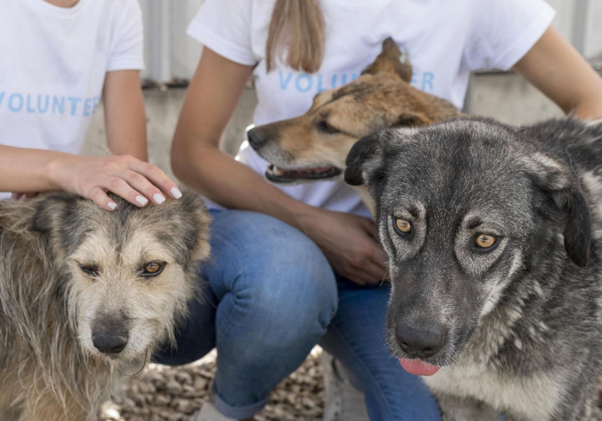 Se necesitan voluntarios en Huelva para acoger de manera temporal a 46 perros