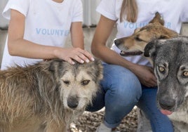 Se necesitan voluntarios en Huelva para acoger durante un mes a 46 perros