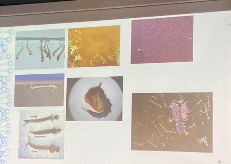 Imagen secundaria 1 - Sólo un 4,41% de las especies de mosquitos capturados en Huelva pueden transmitir el virus del Nilo