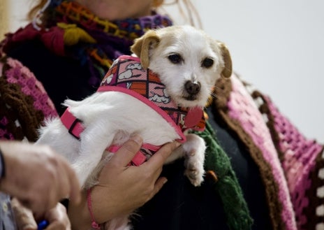 Imagen secundaria 1 - Nace en Huelva una patrulla canina para acompañar a las víctimas más vulnerables en los juzgados