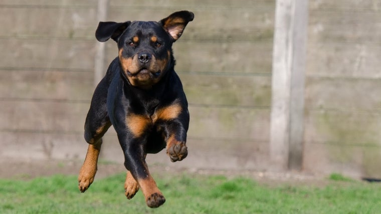 Imagen de archivo de un Rottweiler, una de las razas de perro que serán más baratas en Huelva