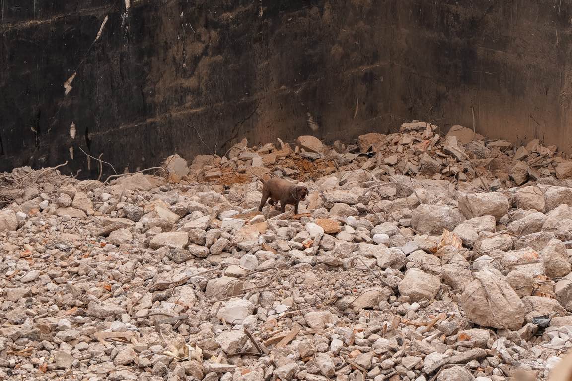 Escuela canina de rescate en los escombros de Expofrisa