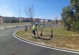 Huelva suma 430 nuevos árboles y 2.100 arbustos en al cierre de la última campaña de plantación municipal