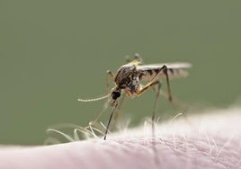 La alcaldesa de Huelva ante la alerta por la presencia del virus del Nilo en la ciudad: «Hay que mantener la calma, pero atender las indicaciones»