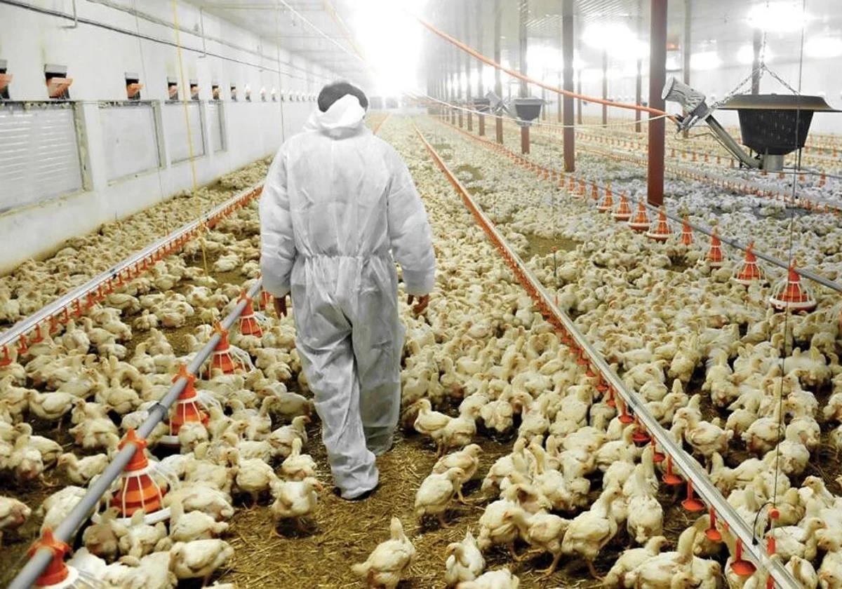 Hong Kong suspende las importaciones de huevos y carne de ave procedentes de Huelva por la gripe aviar
