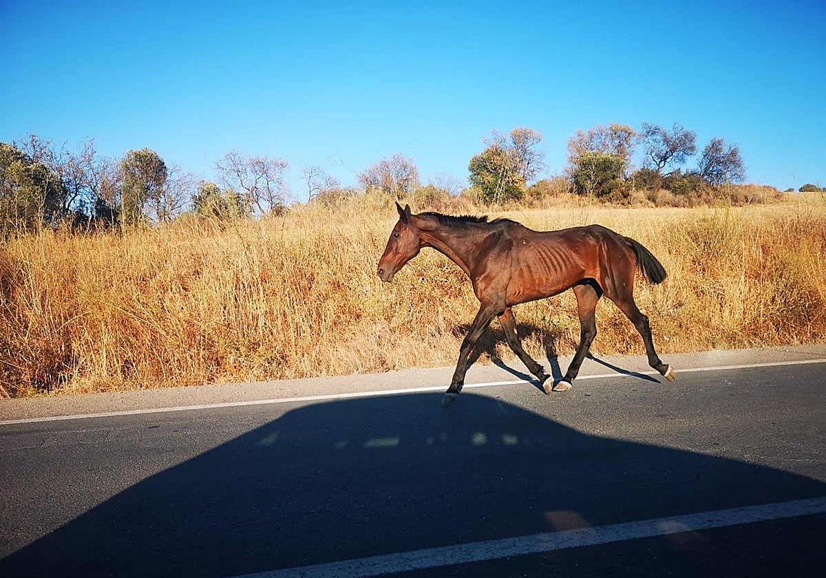 Imagen de un caballo suelto en una carretera de la provincia de Huelva