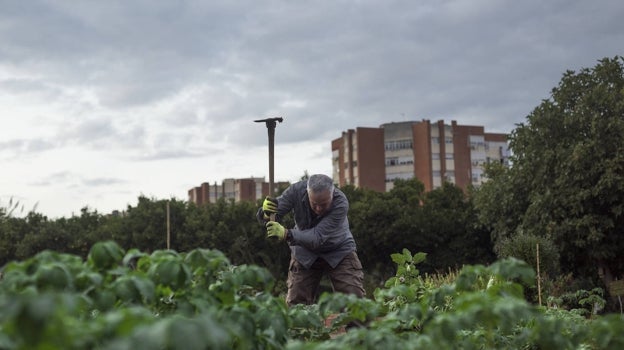 Un hombre labra la tierra del huerto urbano del parque Moret de Huelva