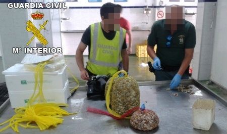 Seis imputados por comercializar coquinas con toxinas DSP
