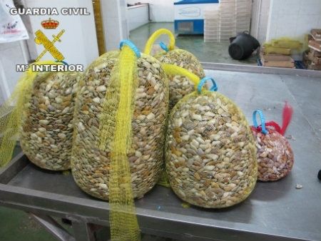 Seis imputados por comercializar coquinas con toxinas DSP