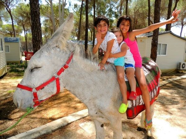 Un camping de Doñana se une a la iniciativa de utilizar a los burros como 'jardineros naturales'