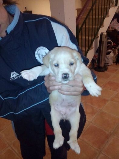 Solicitan ayuda para una camada de cachorros cuyo dueño abandonó en un descampado de Corrales