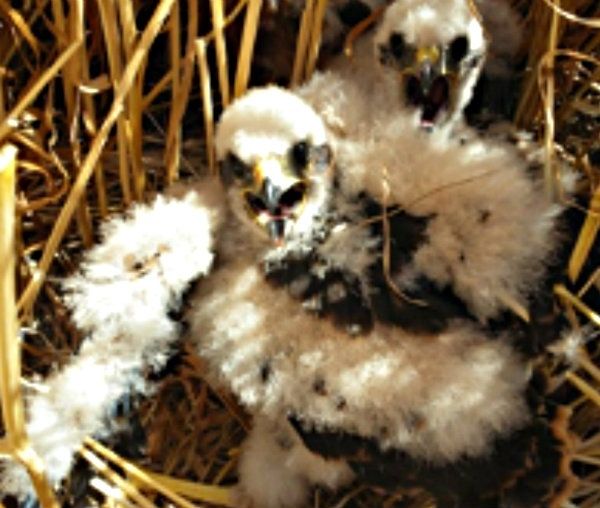Ecologistas advierten a la Consejería de Medio Ambiente sobre el “incierto” futuro del  aguilucho cenizo en Huelva
