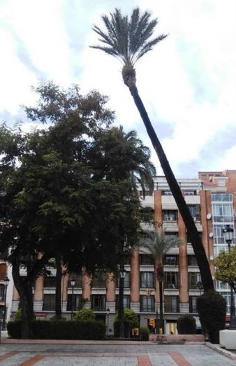 IU pide al Ayuntamiento que actúe en La Merced para evitar riesgos a las personas por la caída de palmeras
