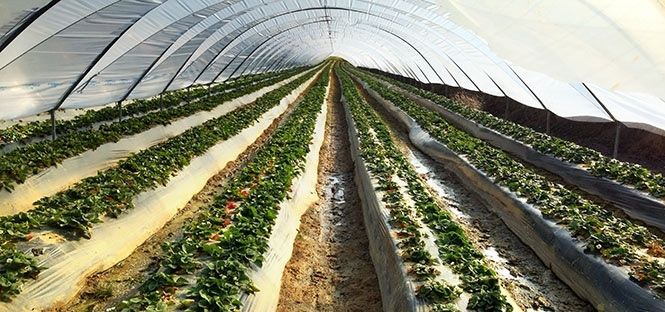 Mercadona prevé comprar más de 16 millones de kilos de fresones de Huelva, un 10% más que el año anterior