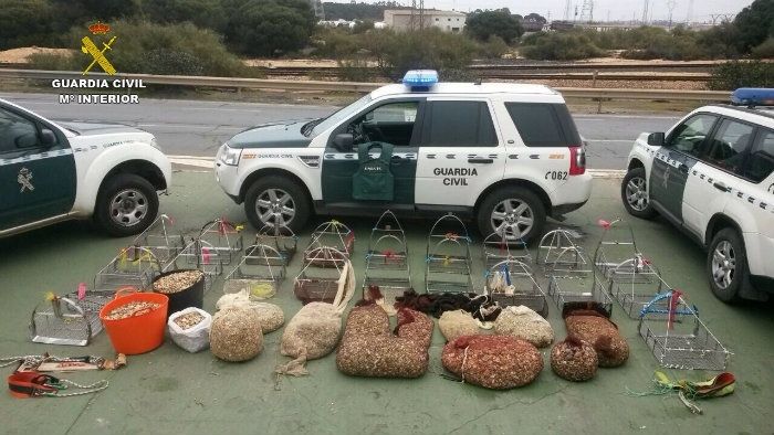 Aprehenden 250 kilos de coquinas y denuncian a 17 personas por marisqueo ilegal