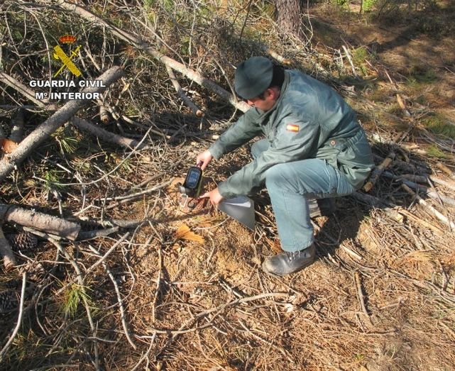 Imputan a dos hombres por una tala de pinos en el Parque Natural de la Sierra de Aracena