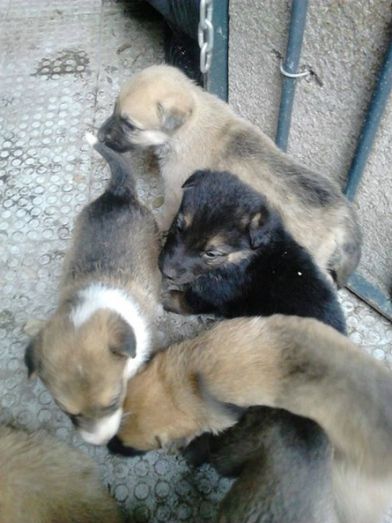 La Policía Local de Gibraleón busca adoptantes para nueve cachorros de perro