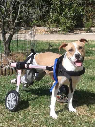 Hada, la perrita que volvió a caminar apoyada en una suma de voluntades