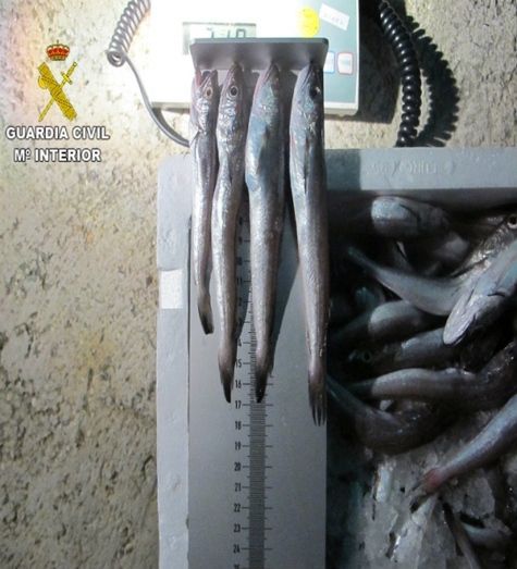 Proponen una multa de 60.000 euros para un hombre al que se le intervinieron más de 360 kilos de merluza inmadura