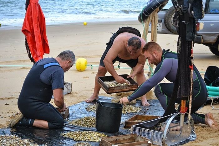 Prohibido el marisqueo de la coquina en todo el litoral