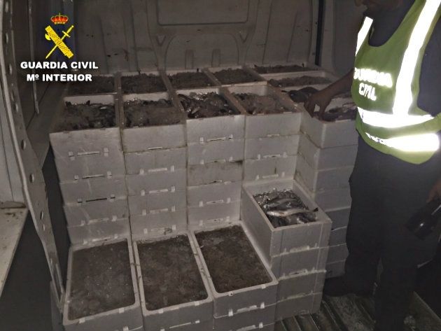 Intervenidos 645 kilos de pescado inmaduro en la A-49 a la altura de San Juan del Puerto