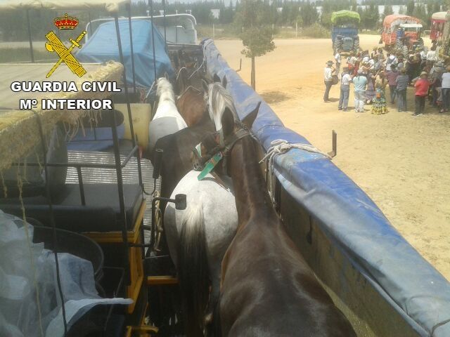 Denuncian en El Rocío al propietario de un tráiler que transportaba once caballos en malas condiciones higiénicas