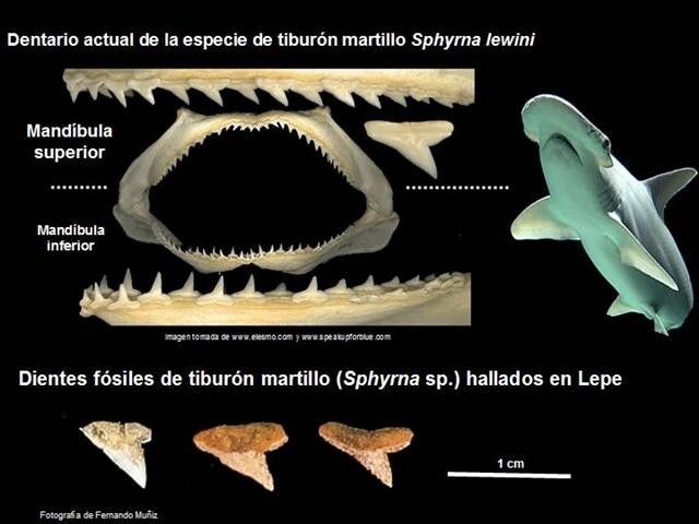 Hallan en Lepe dientes fósiles de tiburón martillo de 5,5 millones de años