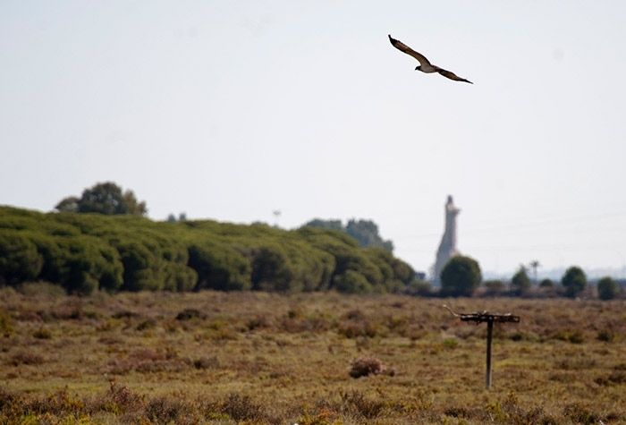 La reintroducción del águila pescadora fija un nuevo hito en Huelva con su séptima pareja reproductora
