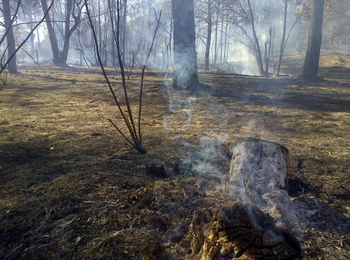 Controlado el incendio forestal de Beas tras quemarse 1,5 hectáreas
