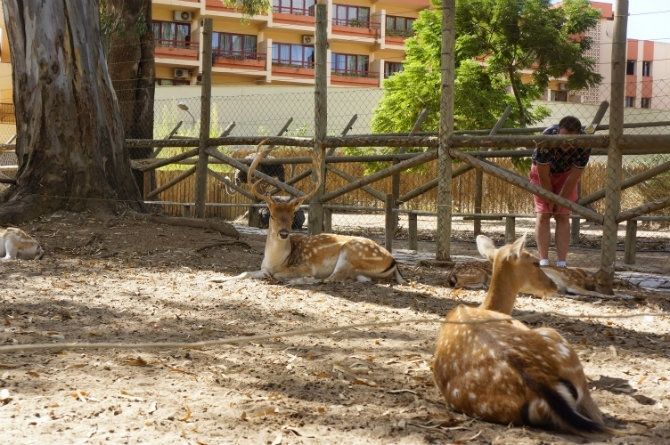 El zoo de Ayamonte vuelve a contar con servicio de veterinario, tras más de un año sin él