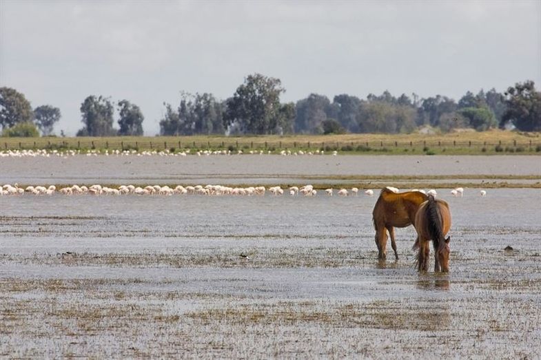 La Fiscalía considera un 'daño grave' a Doñana extraer ilegalmente agua subterránea de acuíferos