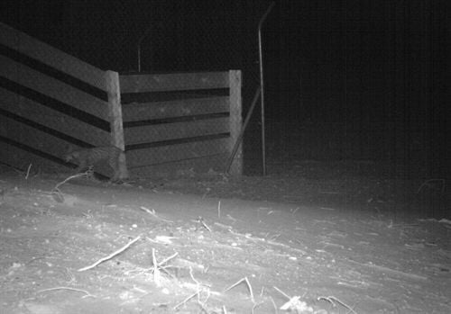 Captan por primera vez la imagen de un lince al cruzar por uno de los ecoductos de Doñana