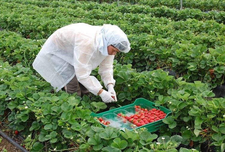 El campo onubense recibirá esta campaña 96 millones procedentes de la UE