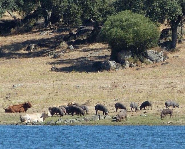 DOP Jamón de Huelva aumenta casi en un 40% los cerdos controlados en montanera a la espera de ser DOP Jabugo