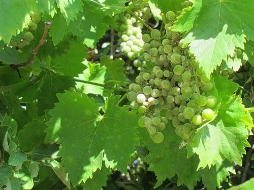 Recolectados 20 millones de kilos de uvas en el ecuador de la vendimia en el Condado