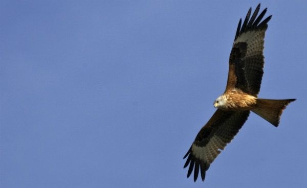 El Espacio Natural de Doñana cuenta con 53 parejas reproductoras de milano real