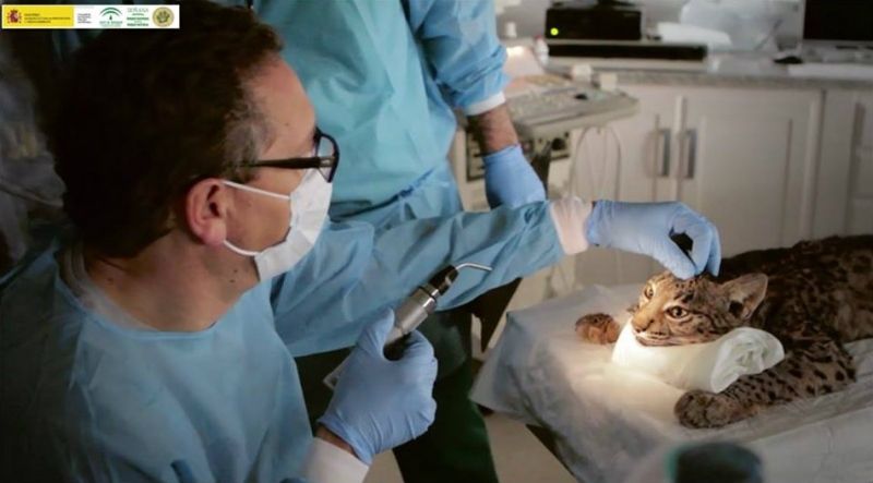El lince Madagascar, en el oculista