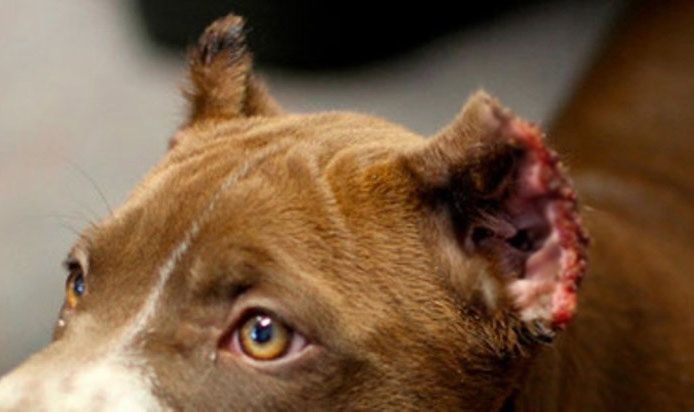 Piden diez meses a un hombre acusado de cortar orejas y rabos a perros sin sedación