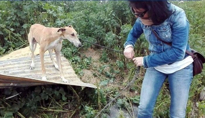 Rescatan ocho galgos y un podenco robados y maltratados en el Hotel Suárez
