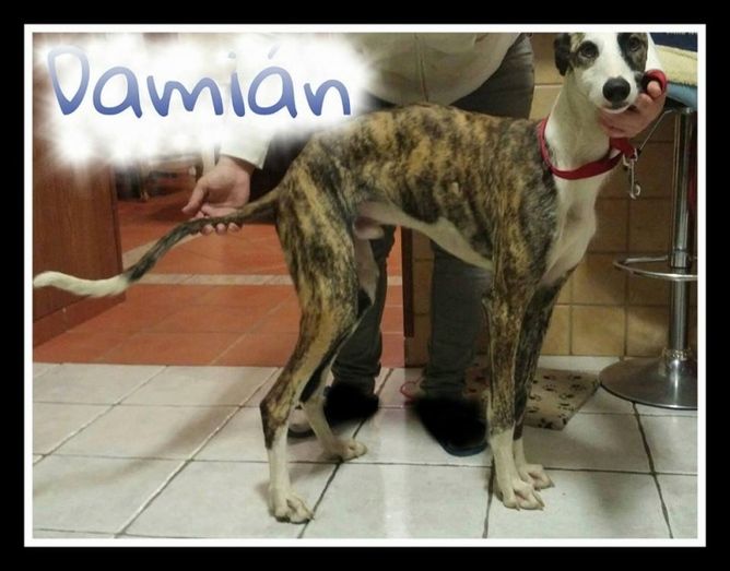 Rescatan ocho galgos y un podenco robados y maltratados en el Hotel Suárez
