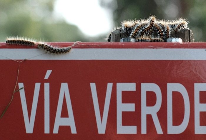 Murciélagos y arañas contra la procesionaria del pino